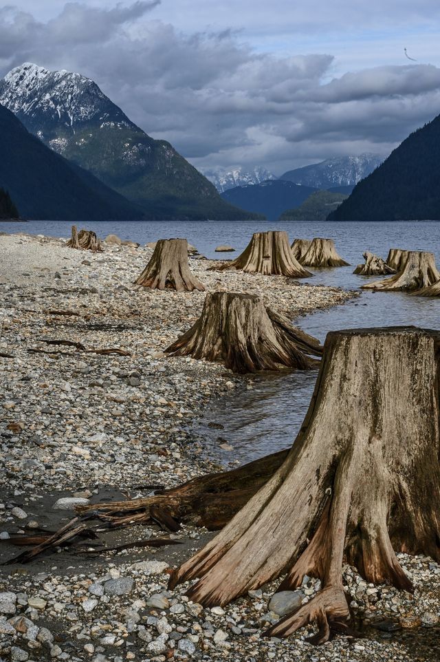 Weathered tree stumps along a rocky lakeshore with mountains in the distance