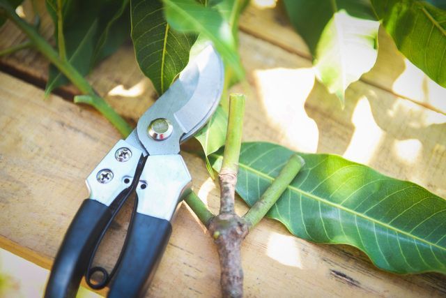 Bypass pruning shears resting on a wooden bench beside a freshly cut branch