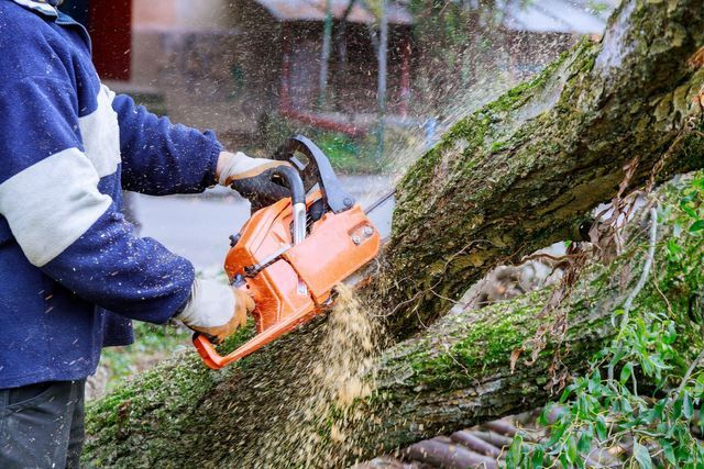 Worker cutting through a fallen moss-covered tree trunk with a chainsaw