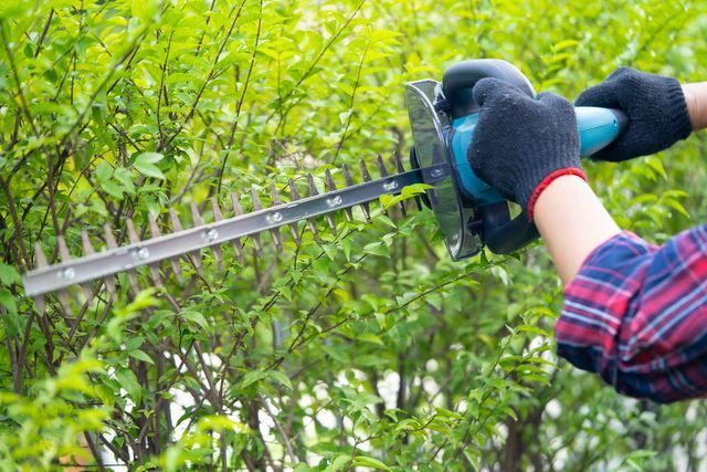 Gloved worker shaping a leafy green shrub with a powered hedge trimmer