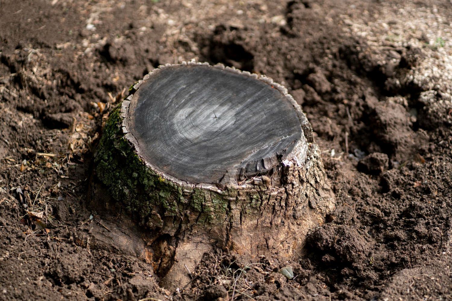 Freshly cut tree stump surrounded by turned soil, ready for grinding